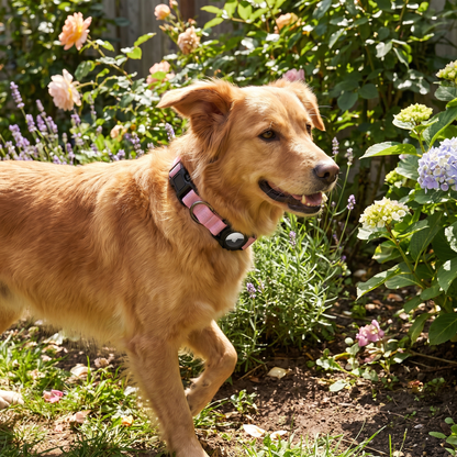 AirTag Dog Collar lifestyle 7