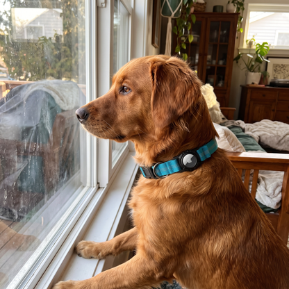 AirTag Dog Collar lifestyle 17