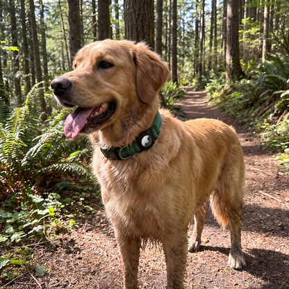 AirTag Dog Collar lifestyle 14
