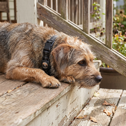 AirTag Dog Collar lifestyle 26