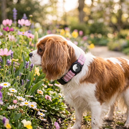AirTag Dog Collar lifestyle 28