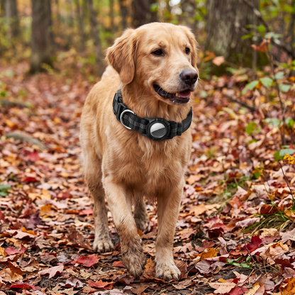 AirTag Dog Collar lifestyle 27