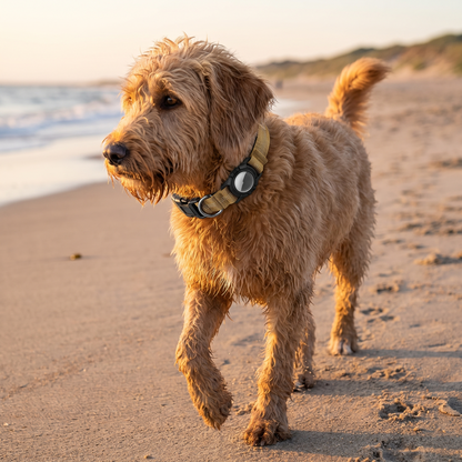 AirTag Dog Collar lifestyle 24