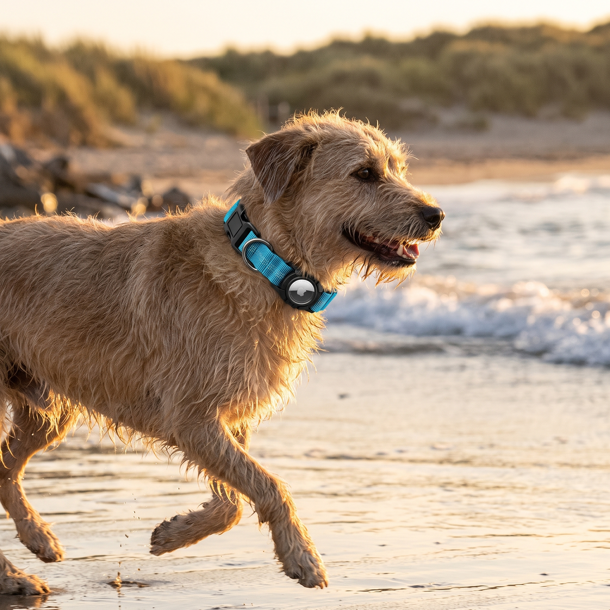 AirTag Dog Collar lifestyle 42