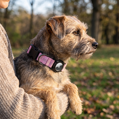 AirTag Dog Collar lifestyle 41