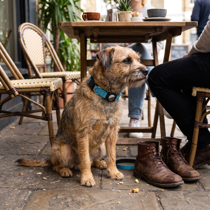 AirTag Dog Collar lifestyle 38