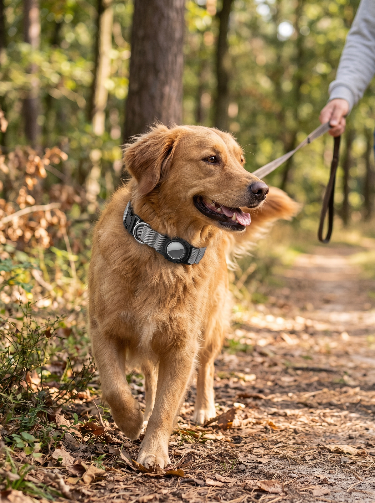 Dog wearing the Amble Co. waterproof AirTag dog collar on a walk