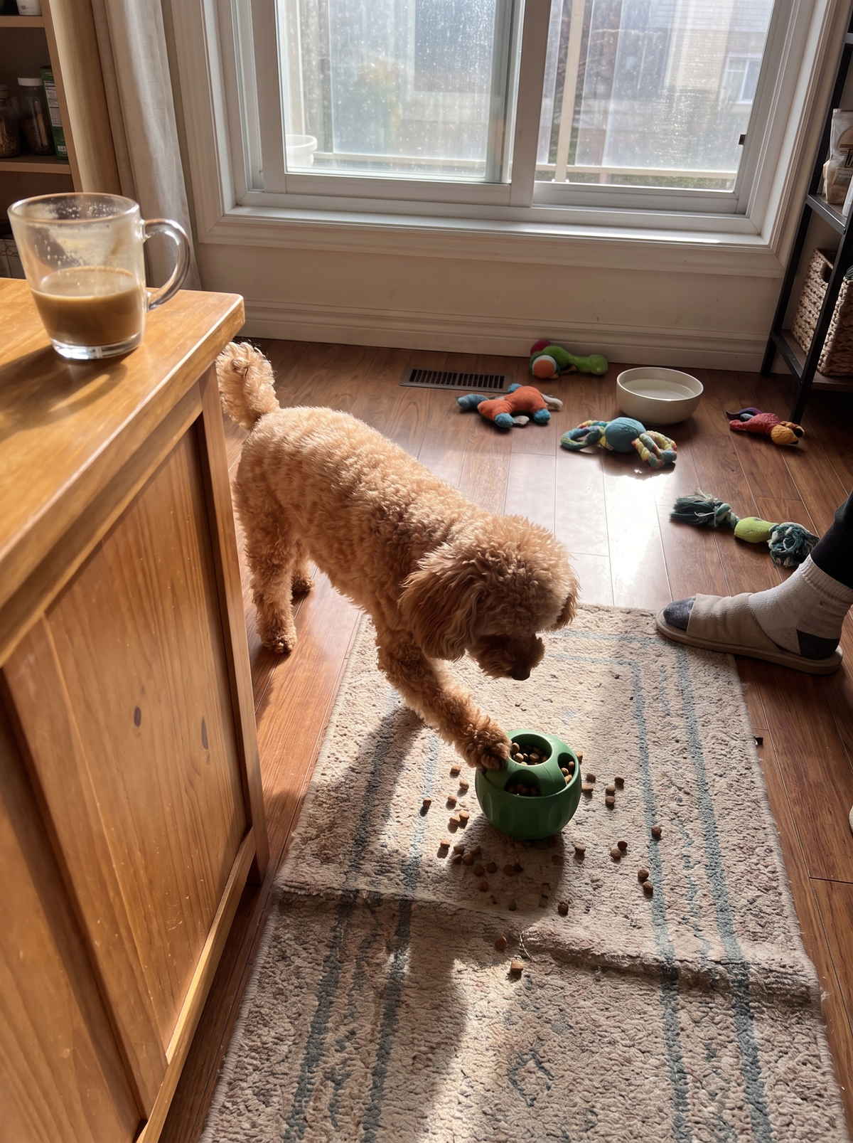 Dog concentrating on the enrichment puzzle bowl