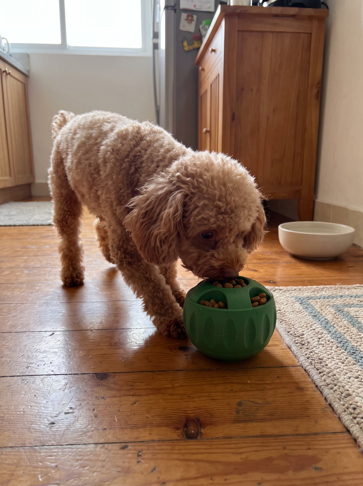 Dog working food out of the puzzle feeder dish