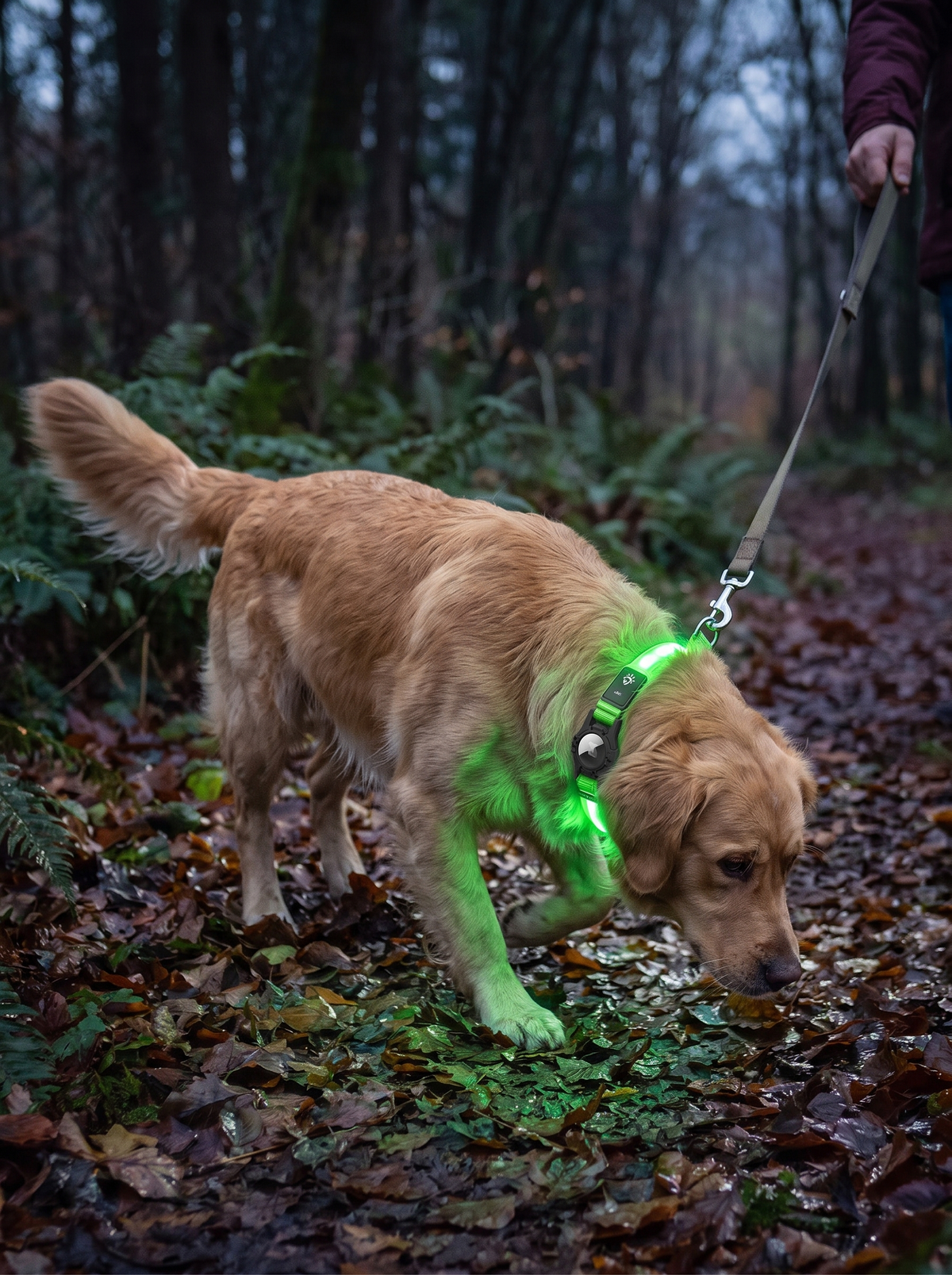 LED AirTag collar worn as an everyday collar