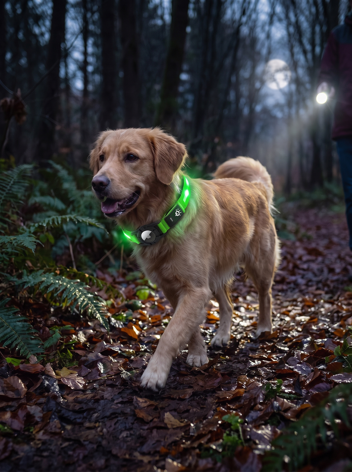 Dog wearing the glowing LED AirTag collar at dusk
