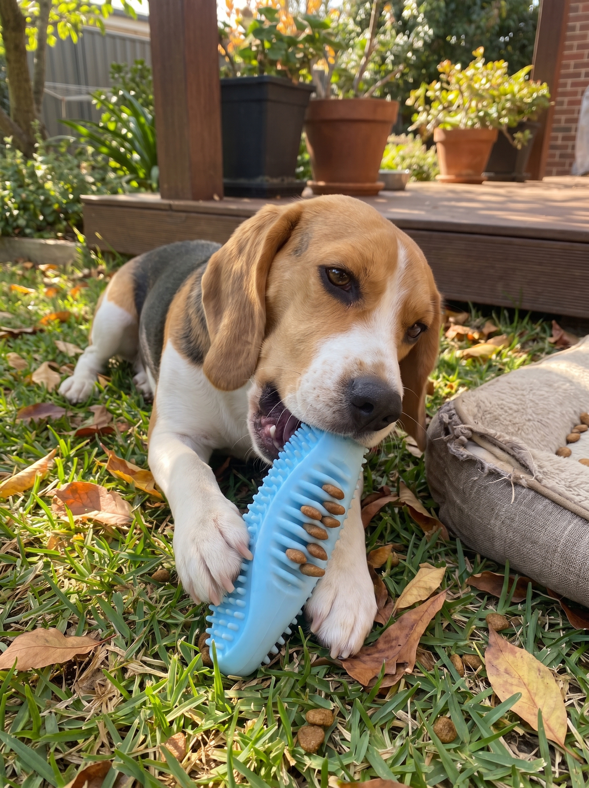 Dog carrying the simple TPR chew toy
